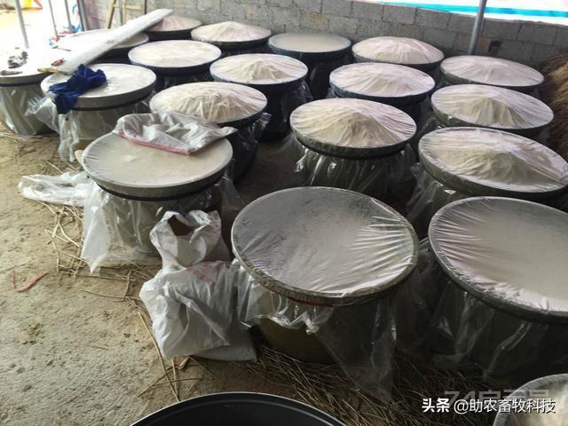 土方法自制发酵饲料养猪鸡鸭技术，仅需塑料袋（桶）即可做出来