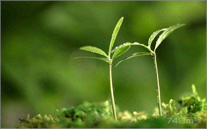 闲煮时光 静品流年
