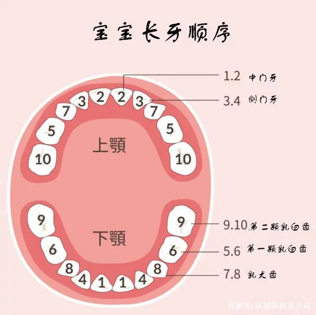 宝宝多大开始长牙？一张图告诉你婴儿长牙顺序，你家宝宝达标了吗