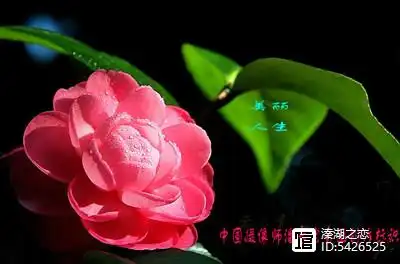 _中国历史上比较有名气的第63个女人----鱼玄机_中国历史上比较有名气的第63个女人----鱼玄机