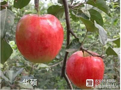 我国苹果品种及砧木特性大汇总，看这一篇就够用了！