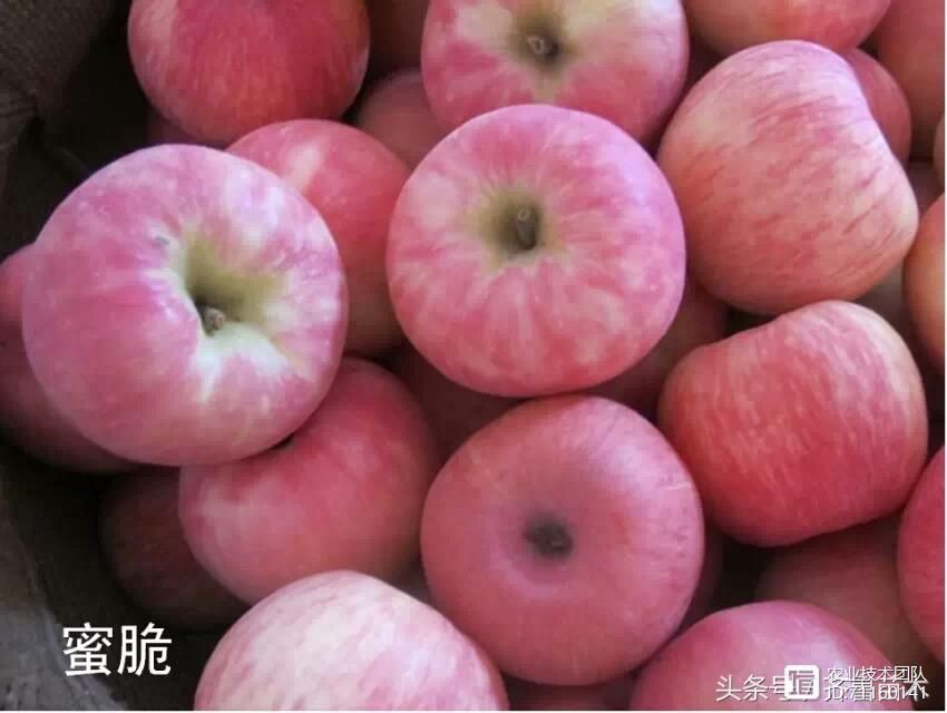 我国苹果品种及砧木特性大汇总，看这一篇就够用了！