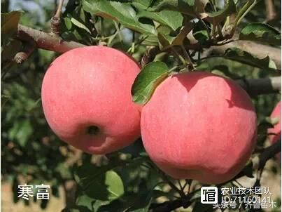 我国苹果品种及砧木特性大汇总，看这一篇就够用了！