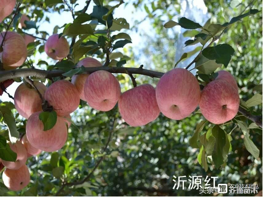 我国苹果品种及砧木特性大汇总，看这一篇就够用了！
