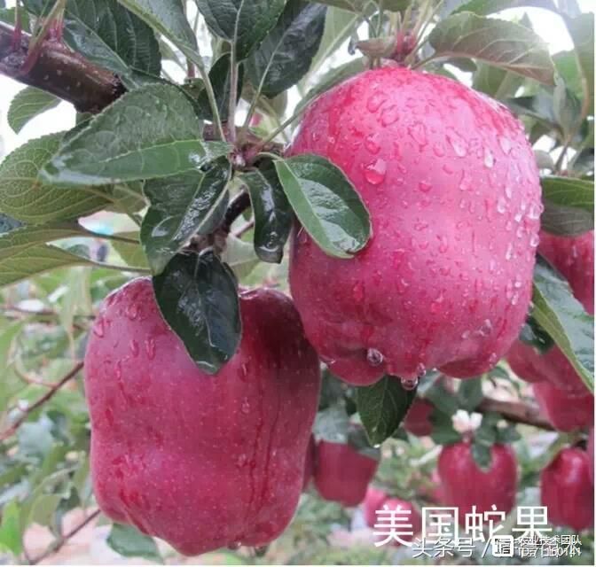 我国苹果品种及砧木特性大汇总，看这一篇就够用了！