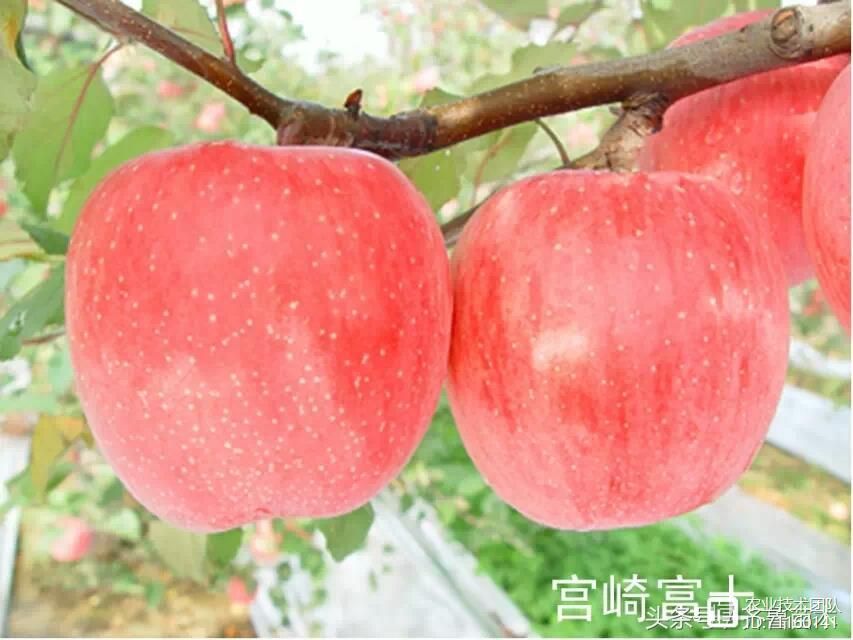 我国苹果品种及砧木特性大汇总，看这一篇就够用了！