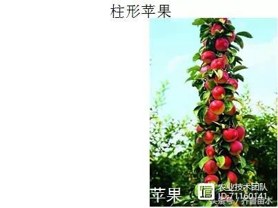 我国苹果品种及砧木特性大汇总，看这一篇就够用了！