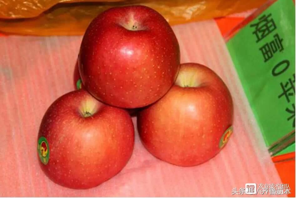 我国苹果品种及砧木特性大汇总，看这一篇就够用了！