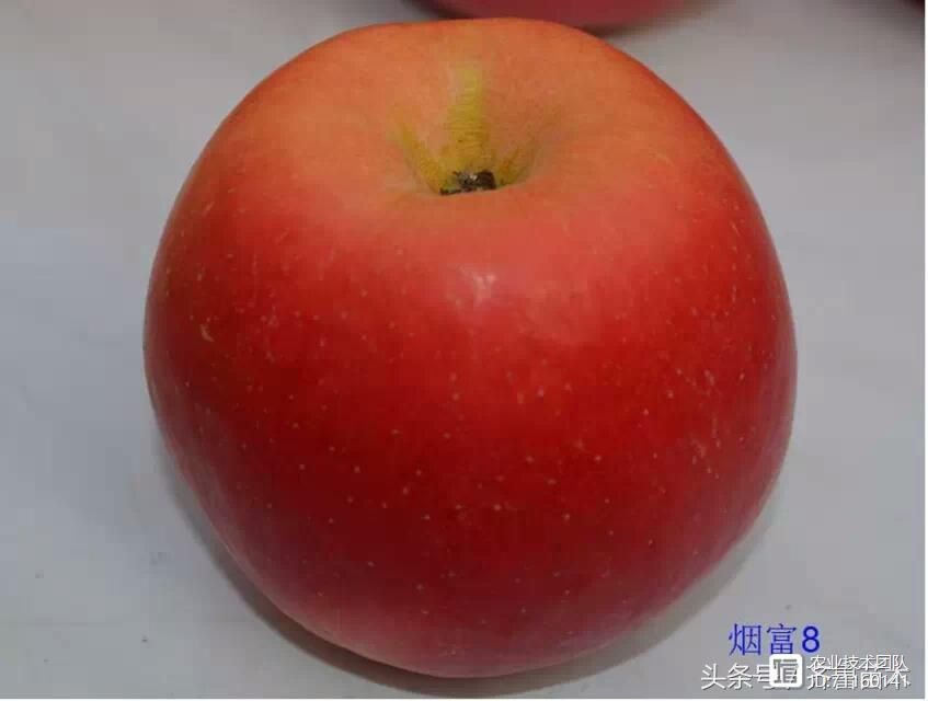 我国苹果品种及砧木特性大汇总，看这一篇就够用了！