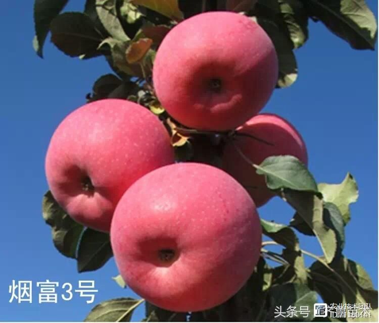我国苹果品种及砧木特性大汇总，看这一篇就够用了！