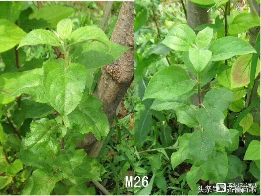 我国苹果品种及砧木特性大汇总，看这一篇就够用了！
