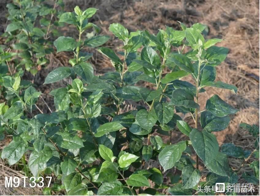 我国苹果品种及砧木特性大汇总，看这一篇就够用了！