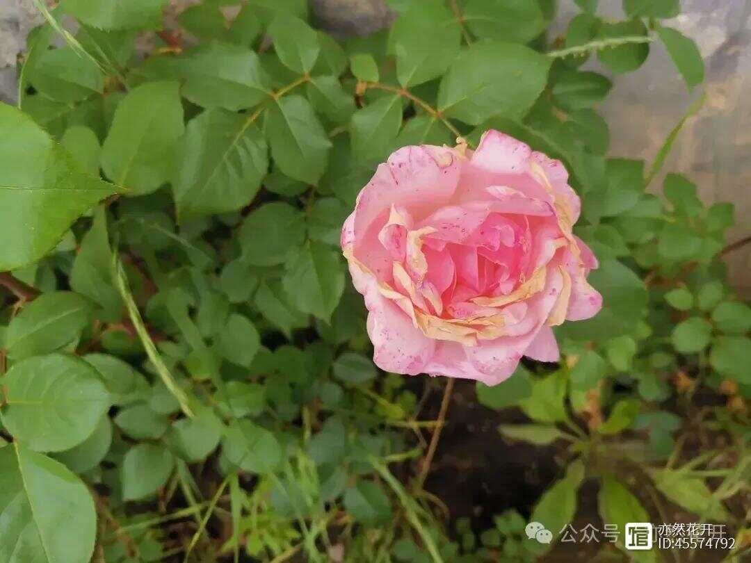 做事情要三思的说说__做事三思是哪三思