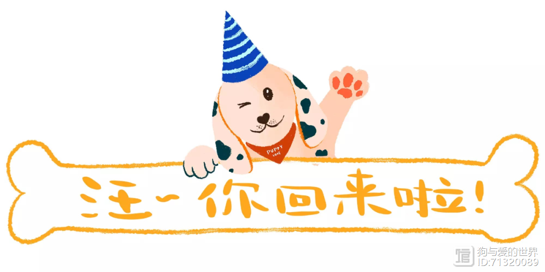 狗子从小顶白菜，顶草莓，结果顶着顶着顶出一个冠军__狗子从小顶白菜，顶草莓，结果顶着顶着顶出一个冠军