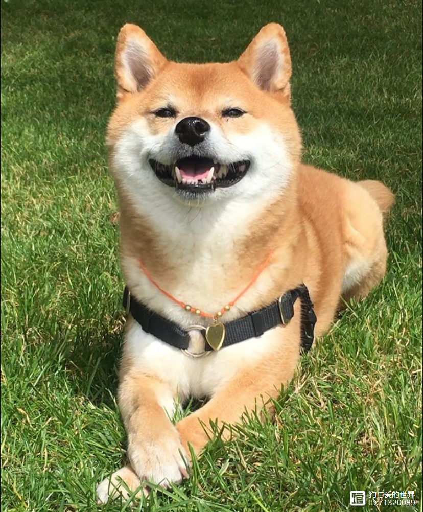 拽不动的柴犬_柴犬被拽着不走的图片_