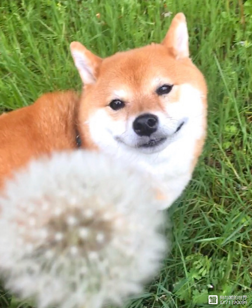拽不动的柴犬__柴犬被拽着不走的图片