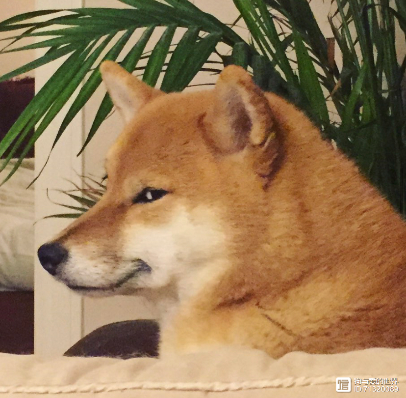 _柴犬被拽着不走的图片_拽不动的柴犬