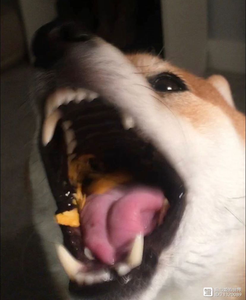 _柴犬被拽着不走的图片_拽不动的柴犬