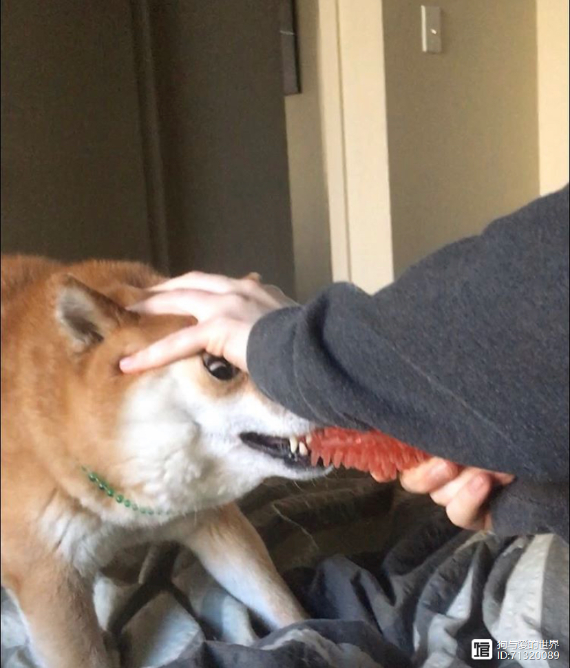 拽不动的柴犬_柴犬被拽着不走的图片_
