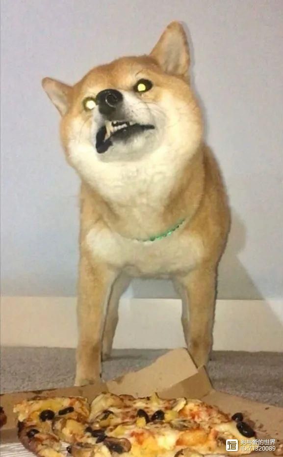 _拽不动的柴犬_柴犬被拽着不走的图片