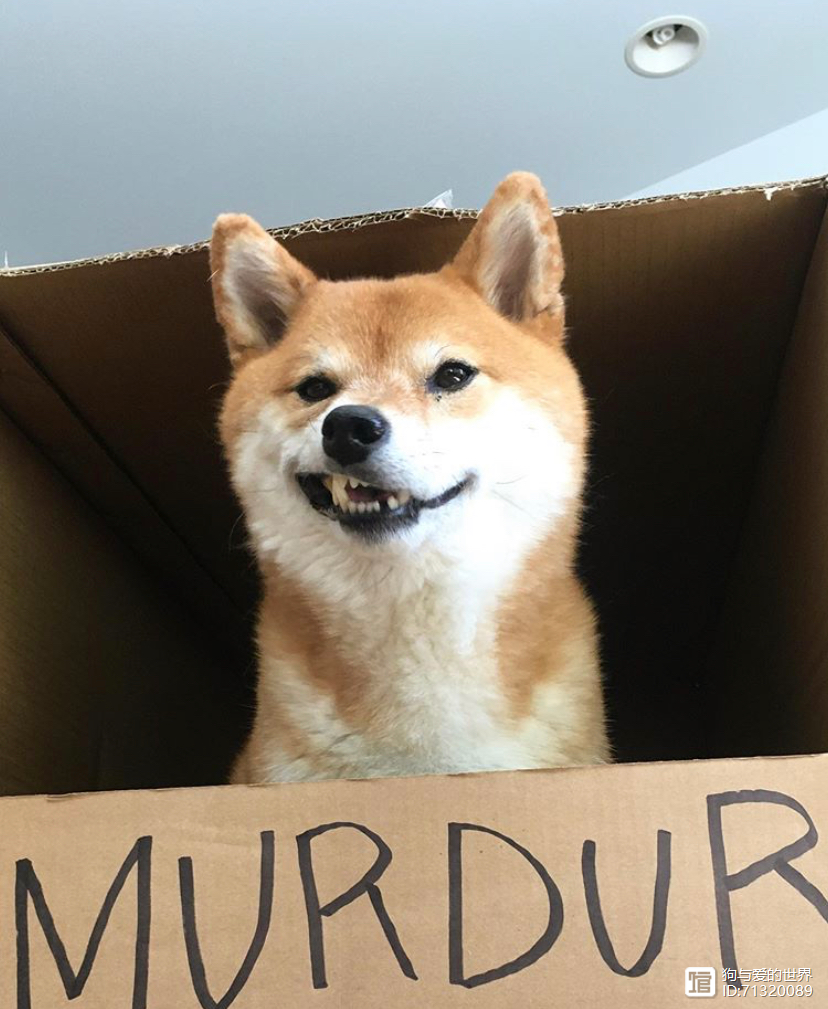 _柴犬被拽着不走的图片_拽不动的柴犬