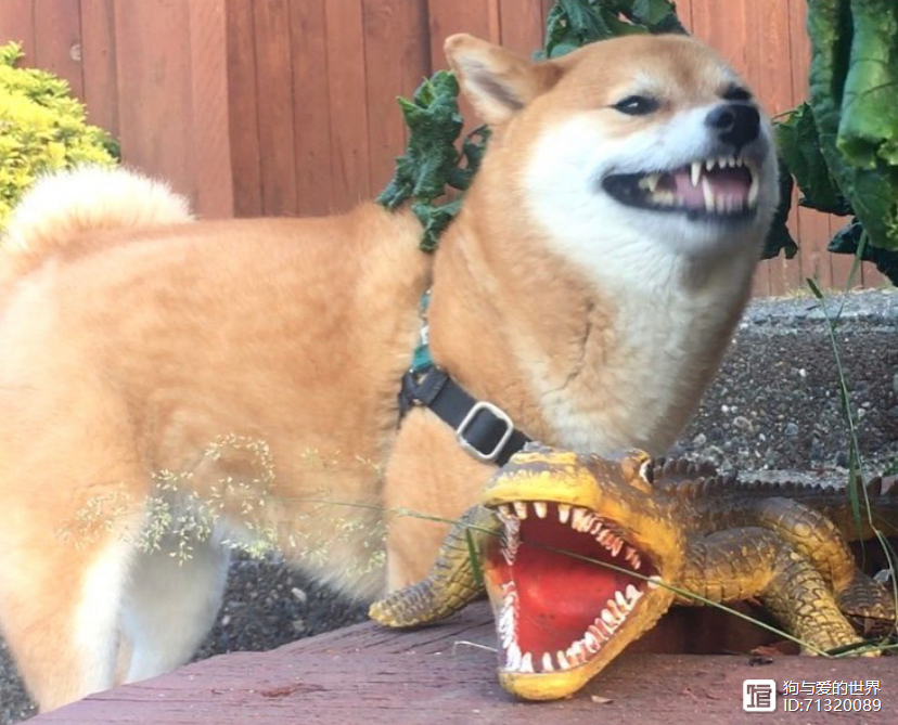 柴犬被拽着不走的图片_拽不动的柴犬_
