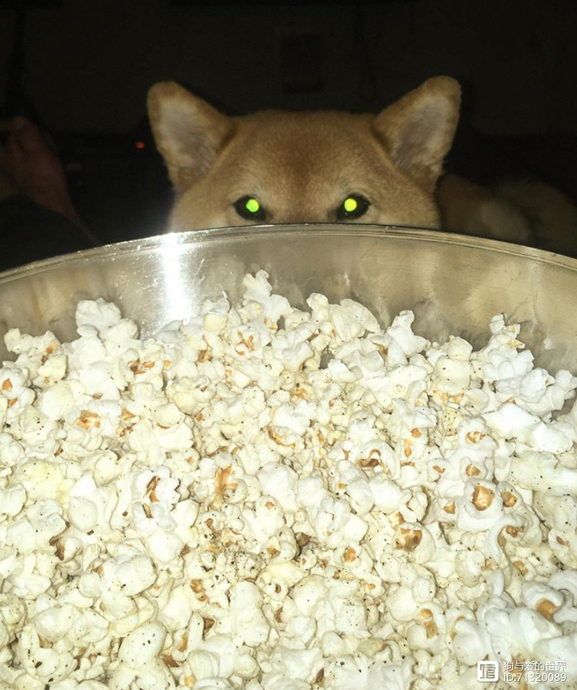 _柴犬被拽着不走的图片_拽不动的柴犬