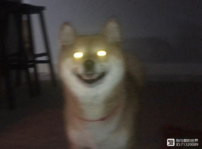 拽不动的柴犬__柴犬被拽着不走的图片