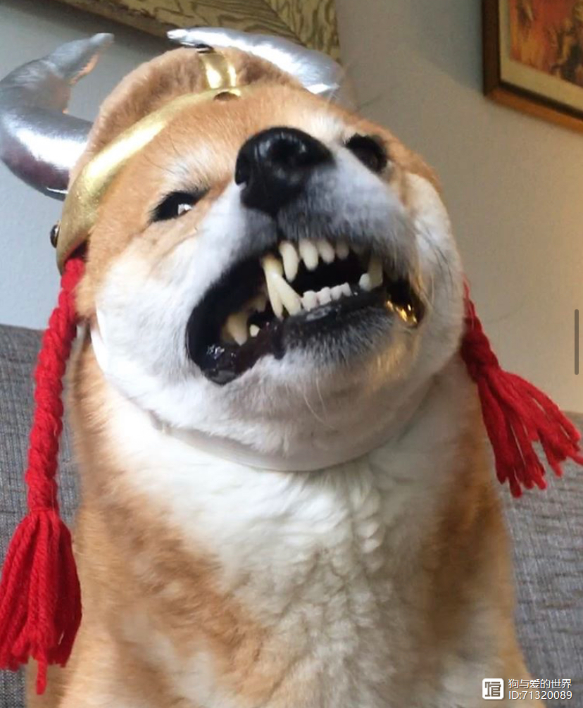 柴犬被拽着不走的图片_拽不动的柴犬_