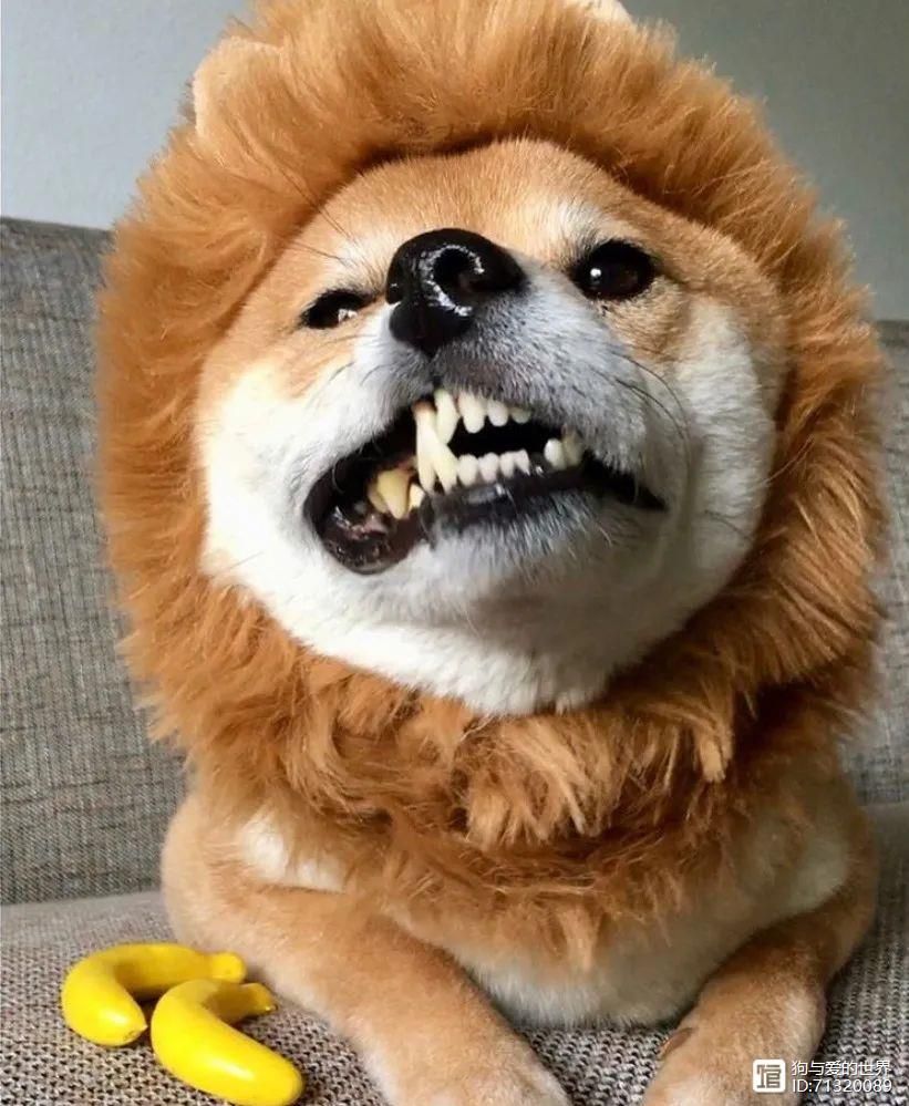 柴犬被拽着不走的图片__拽不动的柴犬