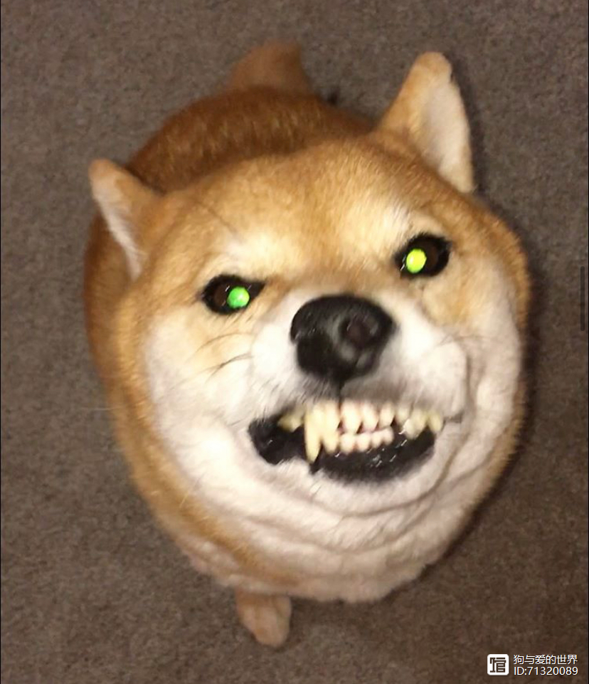 _柴犬被拽着不走的图片_拽不动的柴犬