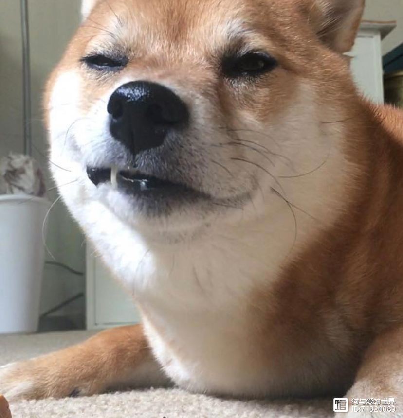 拽不动的柴犬_柴犬被拽着不走的图片_