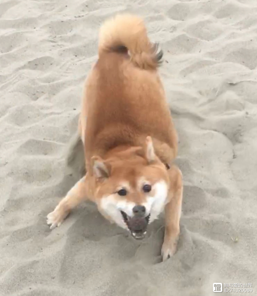 拽不动的柴犬__柴犬被拽着不走的图片