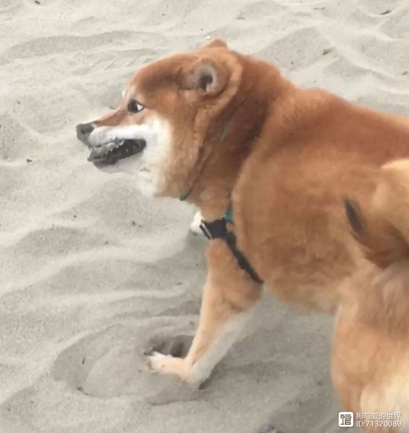 _拽不动的柴犬_柴犬被拽着不走的图片