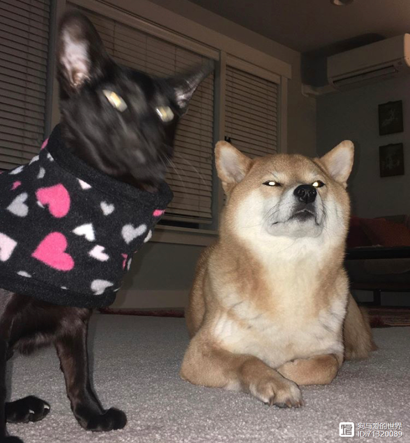 柴犬被拽着不走的图片_拽不动的柴犬_