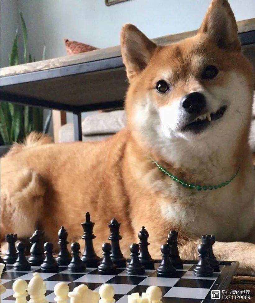 柴犬被拽着不走的图片__拽不动的柴犬