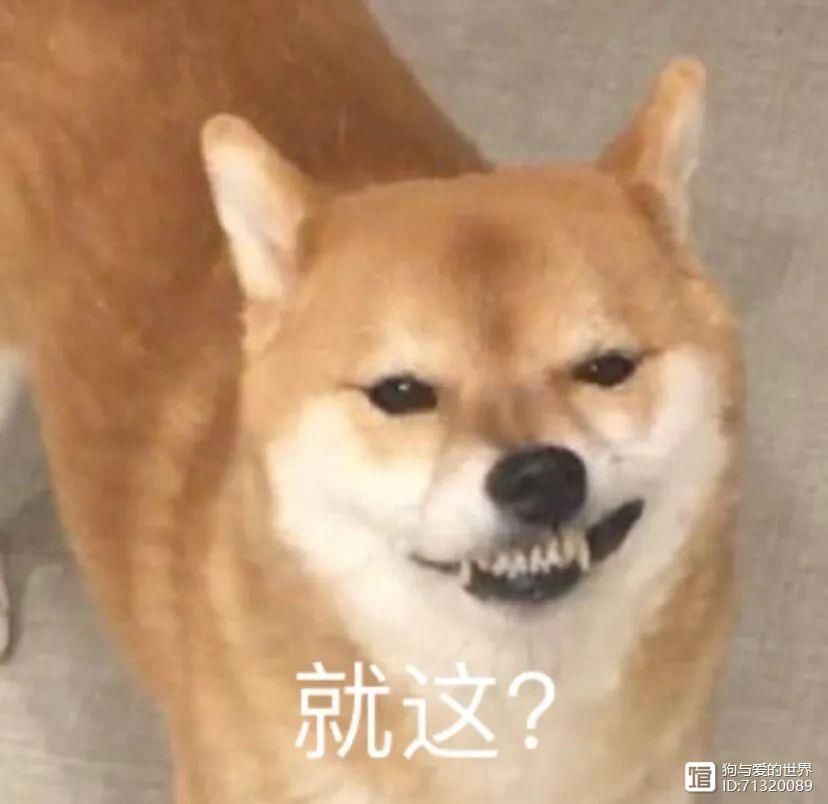 拽不动的柴犬__柴犬被拽着不走的图片