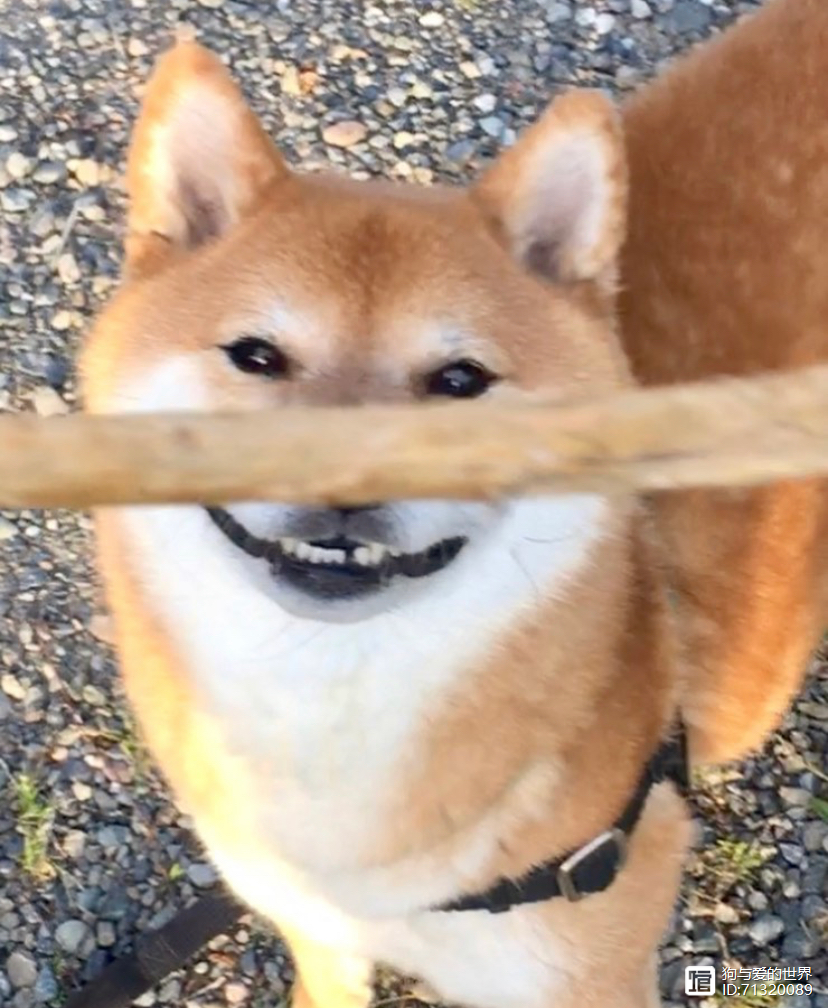 柴犬被拽着不走的图片_拽不动的柴犬_