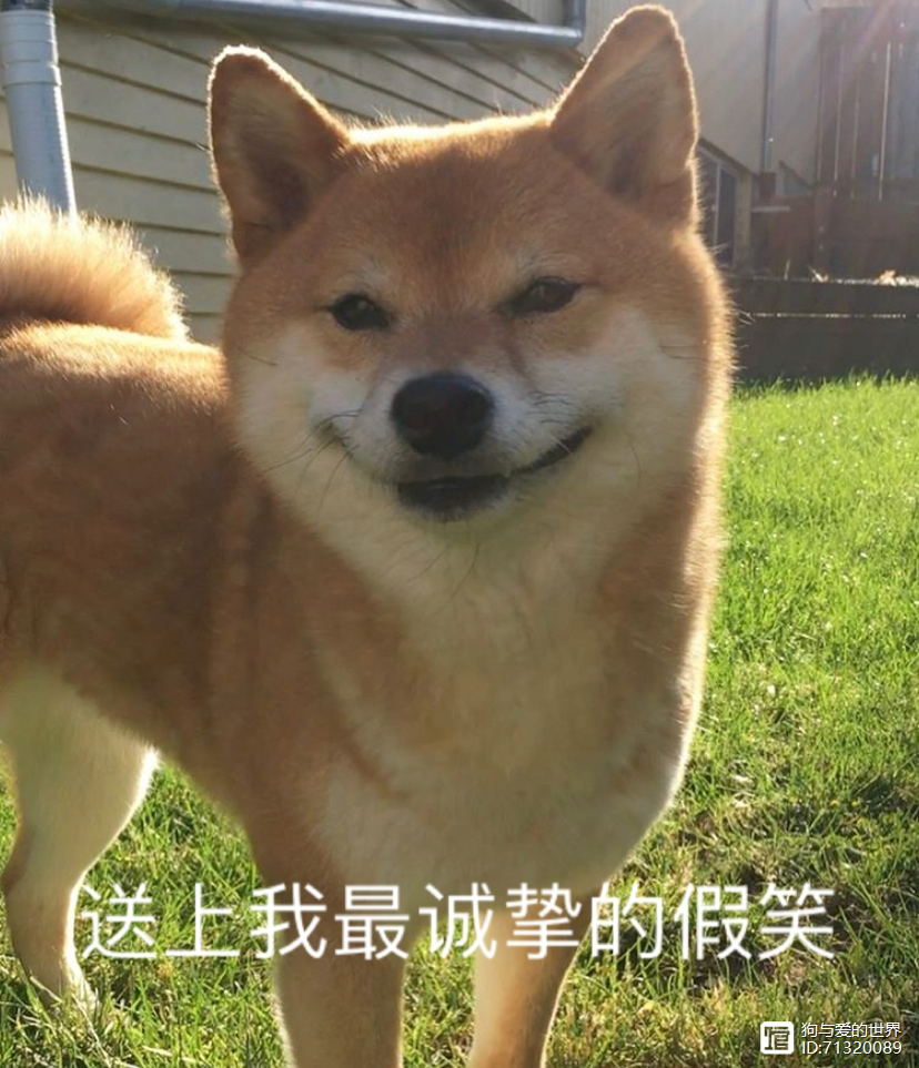 柴犬被拽着不走的图片__拽不动的柴犬