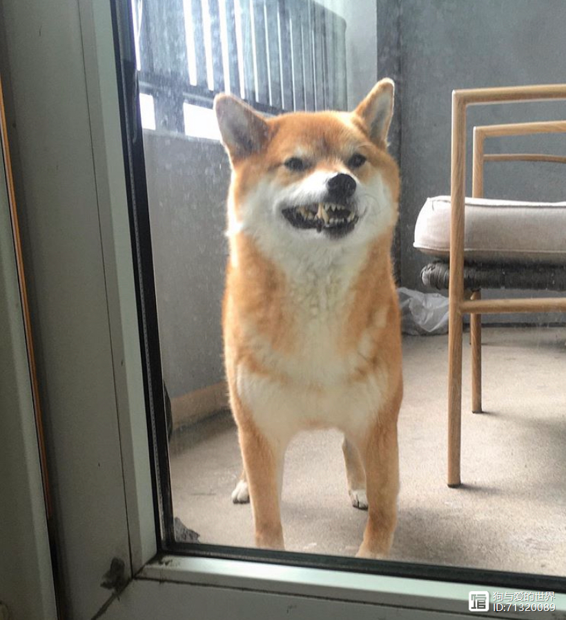 柴犬被拽着不走的图片__拽不动的柴犬