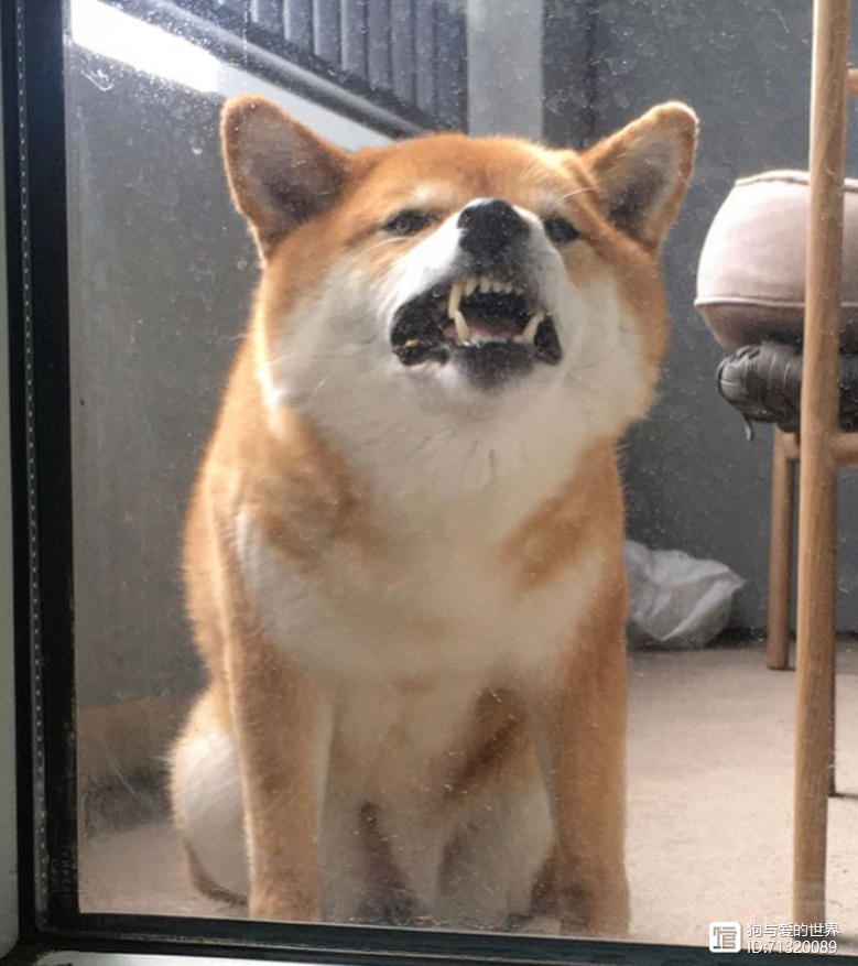 柴犬被拽着不走的图片__拽不动的柴犬