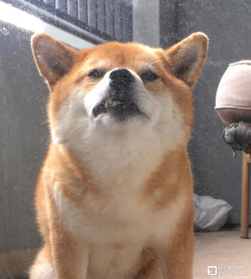 _柴犬被拽着不走的图片_拽不动的柴犬