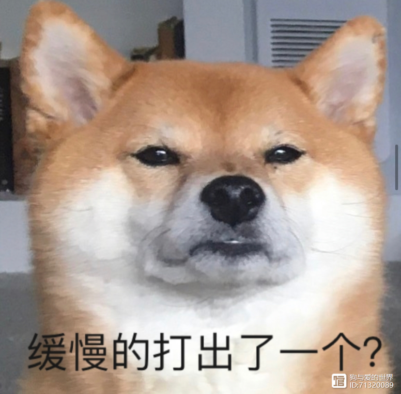 _拽不动的柴犬_柴犬被拽着不走的图片