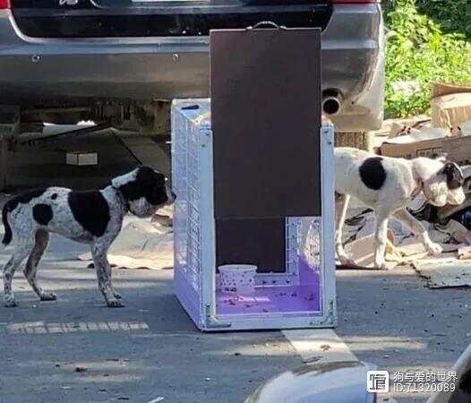 _蜜蜂来工地有什么预兆_蜜蜂盯狗