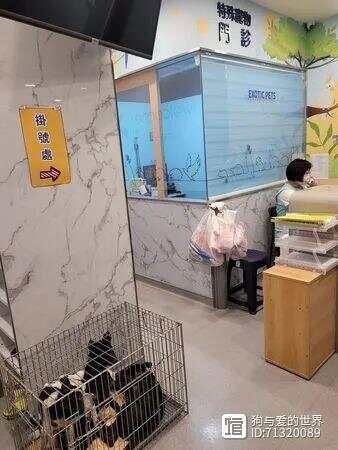 蜜蜂盯狗__蜜蜂来工地有什么预兆
