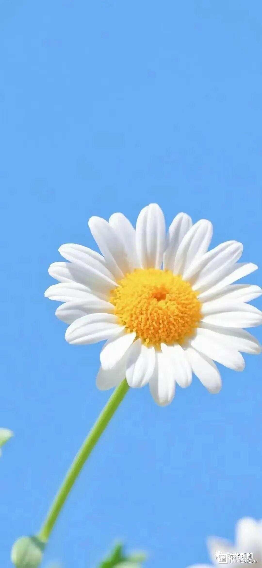 霍去病年十八_霍去病十六岁_