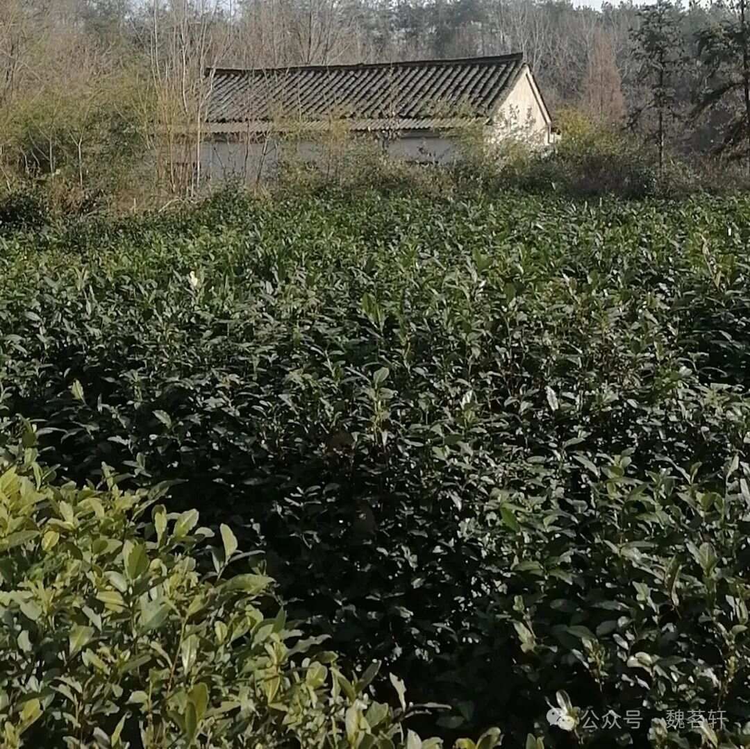 静心做人_做人如做茶不急不躁_