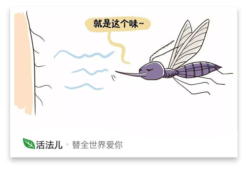 _蚊子咬的怎么可以止痒_蚊子咬了怎么止痒最快小偏方