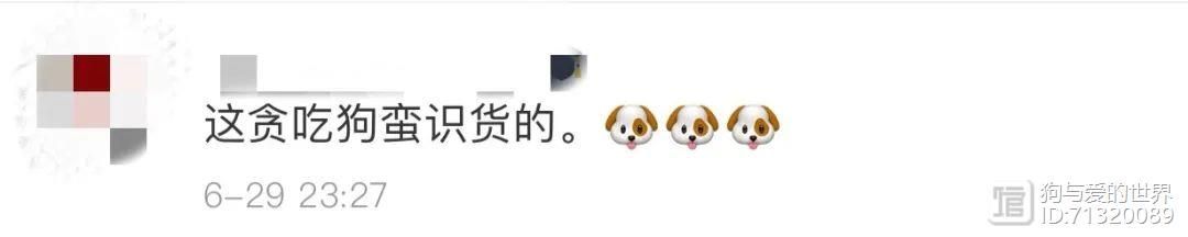 拉布拉多吞下价值14万元的钻石，网友：太识货！__拉布拉多吞下价值14万元的钻石，网友：太识货！