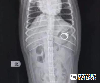 拉布拉多吞下价值14万元的钻石，网友：太识货！_拉布拉多吞下价值14万元的钻石，网友：太识货！_